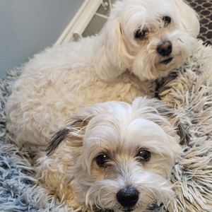 Fundraising Page: Lyla Hyser